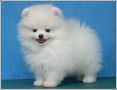 regalo-cachorro-pomerania-whatsapp-34603920008-small-0