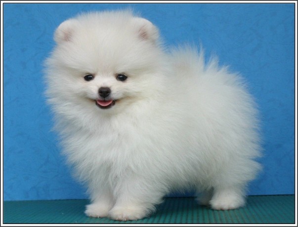 regalo-cachorro-pomerania-whatsapp-34603920008-big-0