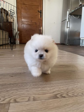 regalo-cachorro-pomerania-whatsapp-34603920008-big-0