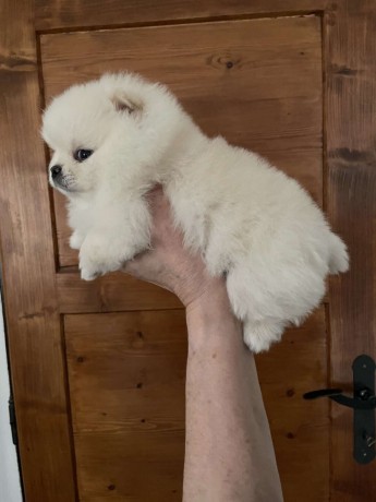 regalo-cachorro-pomerania-whatsapp-34603920008-big-0