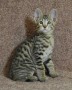 regalo-gatitos-savannah-para-adopcion-contactame-por-whatsapp-a-traves-de-34603920008-small-0