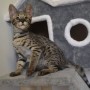 regalo-gatitos-savannah-para-adopcion-contactame-por-whatsapp-a-traves-de-34603920008-small-0