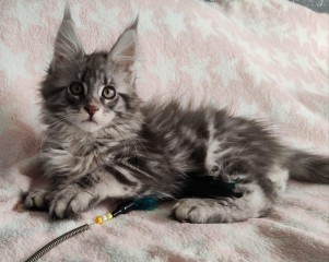 Regalo MAINE COON Para adopcion contáctame por whatsapp a través de (+34)603920008