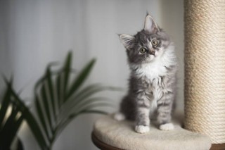 Regalo MAINE COON Para adopcion contáctame por whatsapp a través de (+34)603920008