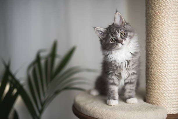 regalo-maine-coon-para-adopcion-contactame-por-whatsapp-a-traves-de-34603920008-big-0