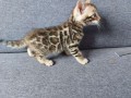 hermosos-gatitos-bengalies-small-1