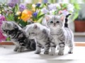 hermosos-gatitos-bengalies-small-2