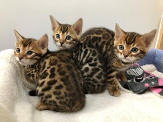 Hermosos gatitos bengalíes