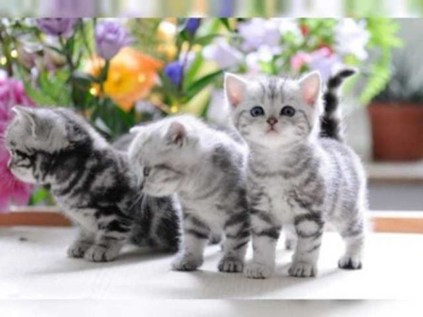 hermosos-gatitos-bengalies-big-2