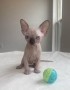 gatitos-sphynx-macho-y-hembra-small-0