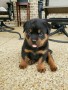 machos-y-hembras-disponibles-rottweiler-small-0