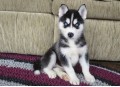 regalo-macho-y-hembra-husky-siberiano-small-0