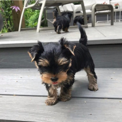 Regalo macho y hembra Yorkshire Terrier