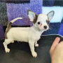 regalo-chihuahua-mini-toy-para-adopcion-small-0