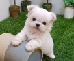 mini-toy-bichon-maltes-small-0