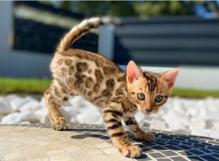 Regalo-gatitos-de-bengali-macho-y-hembra-listo-para-adopcion