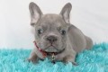 bulldog-frances-macho-y-hembra-small-0