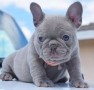 bulldog-frances-macho-y-hembra-small-0