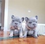 bulldog-frances-macho-y-hembra-small-0