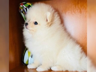 Pomerania para Adopción