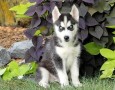 husky-siberiano-intelligente-small-0