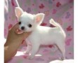 regalo-chihuahua-mini-toy-para-adopcion-small-0