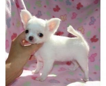 regalo-chihuahua-mini-toy-para-adopcion-big-0