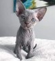 adorables-sphynx-para-adopocion-small-0