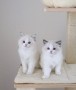 hermosos-regalo-ragdoll-small-0