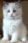 hermosos-regalo-ragdoll-small-0