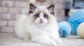 hermosos-regalo-ragdoll-small-0