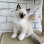 hermosos-regalo-ragdoll-small-0