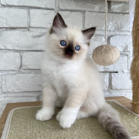 hermosos-regalo-ragdoll-big-0