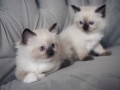 hermosos-regalo-ragdoll-small-0