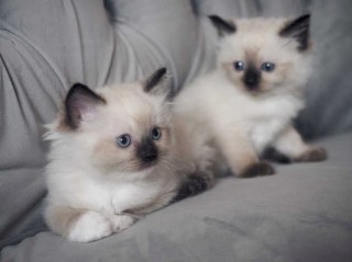 Hermosos Regalo Ragdoll