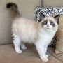 hermosos-regalo-ragdoll-small-0