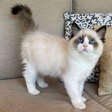 Hermosos Regalo Ragdoll