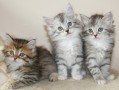 gatitos-siberianos-para-adopcion-small-0