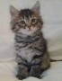 gatitos-siberianos-para-adopcion-small-0