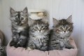 gatitos-siberianos-para-adopcion-small-0