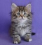 gatitos-siberianos-para-adopcion-small-0