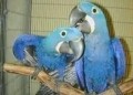 loros-guacamayos-jacintos-para-adopcion-small-0