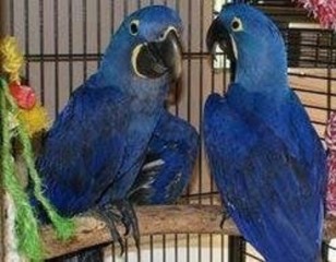 Loros Guacamayos Jacintos para adopción