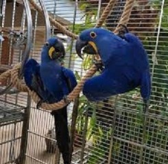 Loros Guacamayos Jacintos para adopción