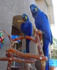 Loros Guacamayos Jacintos para adopción