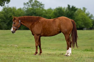 Adorables caballos disponibles para la venta