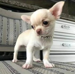 Chihuahua mini para regalo. mi numero whatsapp es +34672581453