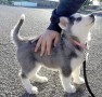 cachorro-husky-siberiano-small-2