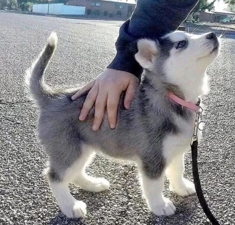 cachorro-husky-siberiano-big-0