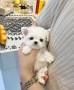 bichon-maltes-mini-toy-small-0